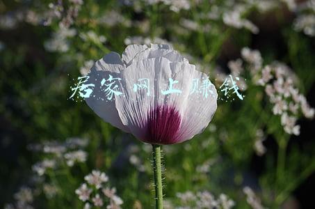 居家挣钱好工作(2022年薪酬最高的25个居家工作展望)