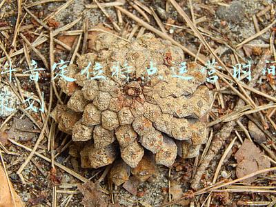 亚马逊运营模式及特点(亚马逊108式，打造自动化、标准化、简单化的亚马逊运营模式)
