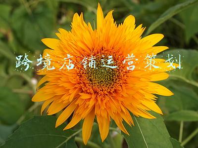 跨境电商策划案(从跨境电商到出海游戏与应用，「Dorian Ads」打造定制化出海广告投放方案)
