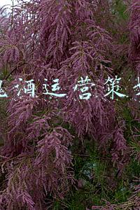 销售酒的营销方案(数智新连接，释放新动能，请查收酒水行业营销秘籍)