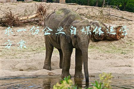 求一份企业自媒体运营方案