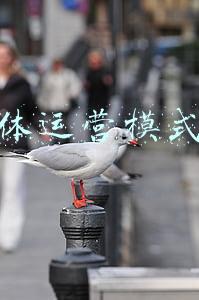 自媒体运营模式经验