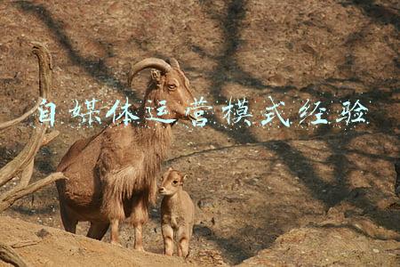 怎样做好自媒体运营(0成本怎么做自媒体？方法都在这里)