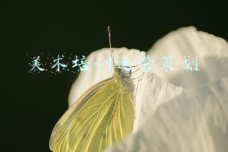 美术培训机构活动策划(游戏美术和策划，你感兴趣吗？)