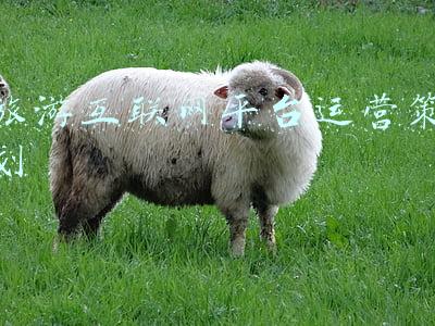 旅游互联网平台运营策划