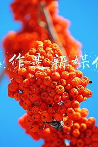 本职工作是新媒体运营