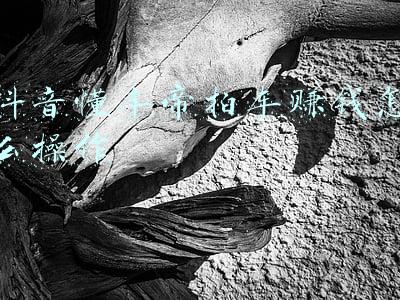 懂车帝拍车视频素材(光拍拍汽车视频就能有几十万收入)