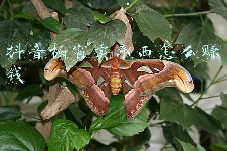 抖音橱窗卖东西赚钱吗(想要做抖音小店无货源，千万不要盲目地开通抖音橱窗)