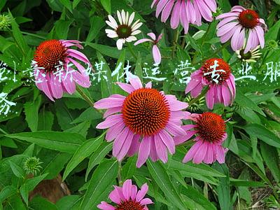 创意新媒体运营专业服务