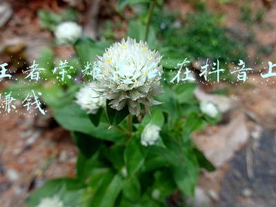 抖音上的游戏主播怎么赚钱(游戏类抖音账号应该怎么做，抖音游戏类账号怎么赚钱)