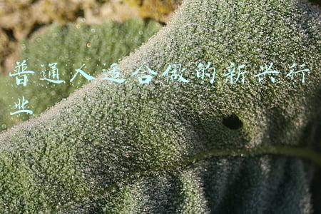 新兴行业和传统行业未来哪个更好(买电视选传统品牌还是新兴品牌？)