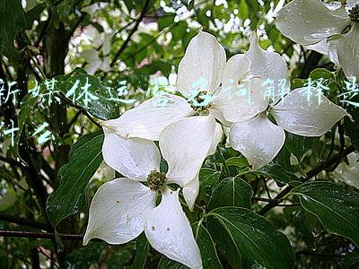 新媒体运营名词解释是什么