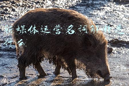 新型主流媒体名词解释(齐平：以“两个确立”统领新闻舆论工作)