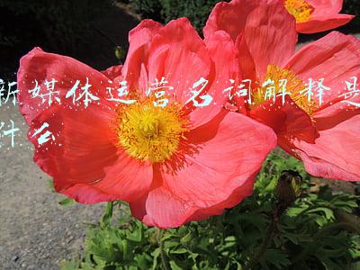 新媒体名词解释(快速了解新媒体)