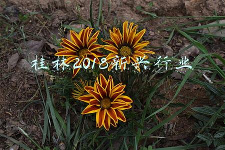 桂林有什么产业(广西实施轻工业振兴战略，桂林五大产业发展迎来利好)