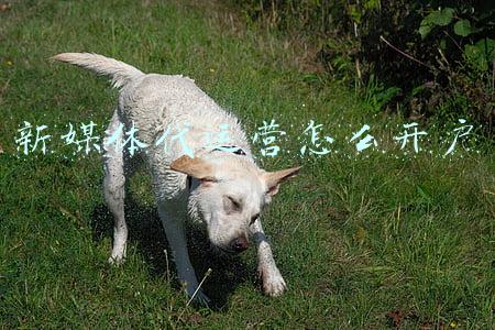 新媒体代运营怎么开户