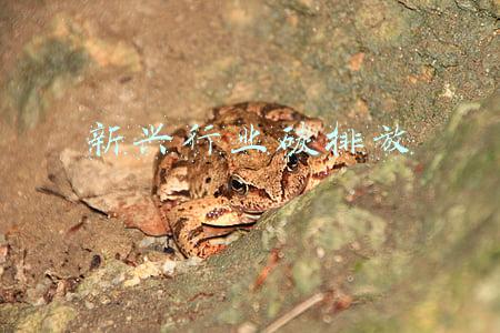 新兴行业碳排放
