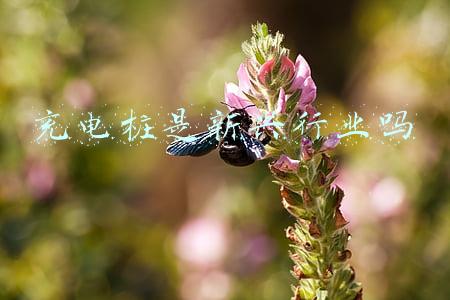 新兴充电桩(碰一碰就能完成支付！支持数字人民币的充电桩来了：华为手机专属)