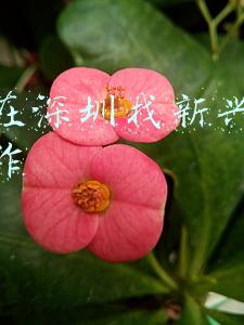 怎样在深圳找新兴行业的工作