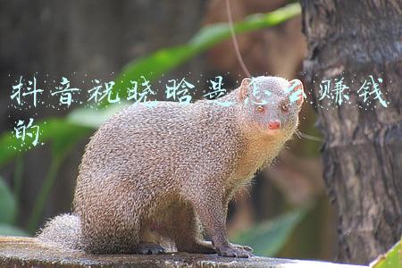 抖音祝晓晗是怎么赚钱的