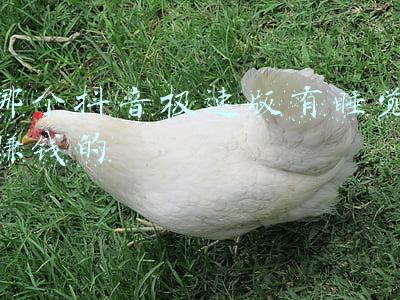 哪个抖音极速版有睡觉赚钱的