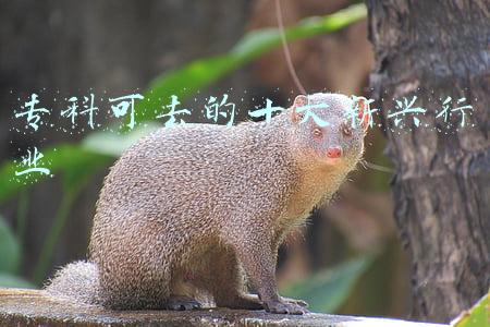 专科可去的十大新兴行业