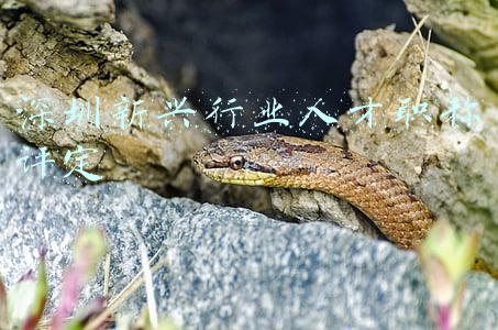 深圳新兴行业人才职称评定