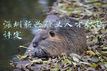 深圳新兴行业人才职称评定