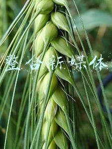 重庆整合新媒体运营