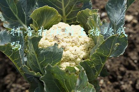 抖音打pk的主播赚钱吗