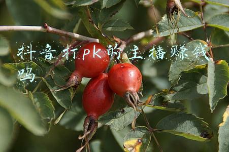 抖音打pk的音乐(向海龙再跳槽，传音难成抖音)