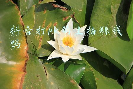 pk主播靠什么赚钱(收入是呆妹5倍！沫子爆料吃鸡主播薪资内幕：难怪雪mm住5000W豪宅)