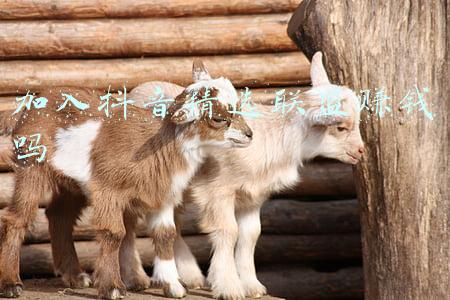 抖音精选联盟怎么加入(什么是抖音精选联盟？)