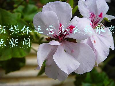 新媒体热点话题(热点话题引流 TOP20现新面孔)