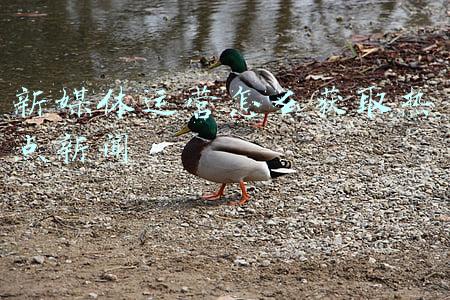 怎么上新闻引起媒体关注啊(写作小白，1个月上稿8篇百万粉丝大号，写出10w爆文，如何做到的)