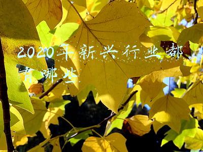 2020年新兴中考分数线(云浮市2021年普通高中学校（部分）招生录取分数线公布)
