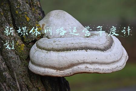 新媒体运营计划书(想做电商运营，职业规划应该如何制定？)