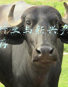 传统媒体新兴媒体融合(媒体融合发展是一篇大文章 习近平阐明思路)