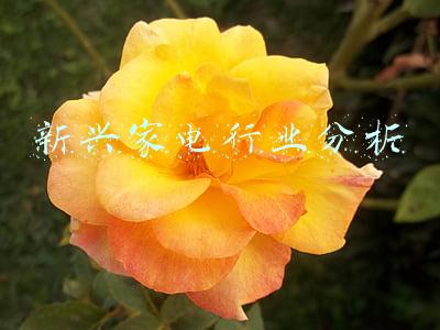 新兴家电品牌(胡润百富榜揭秘家电年轻化“新势力”)