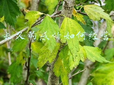 感情怎么维持长久 怎么维持长久的感情