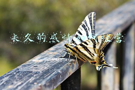 怎么维持一段感情（如何长久经营一段感情）