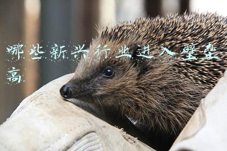 哪些新兴行业进入壁垒高