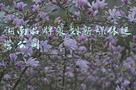 湖南红网新媒体集团(湖南红网新媒体集团第三批申领新闻记者证人员名单公示)