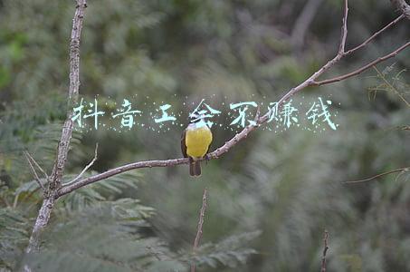抖音工会注册机构介绍在吗怎么写(抖音公会怎么申请？)