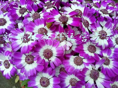 新媒体社群(「新媒体运营」-- 社群如何搭建)