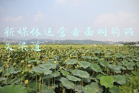 新媒体运营者面对的两类渠道