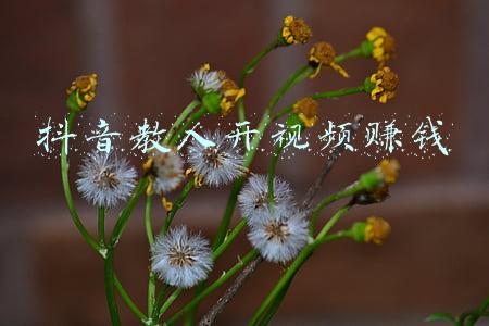 抖音教人开视频赚钱都是卖课的(我在抖音学赚钱，反被“老师”割韭菜)