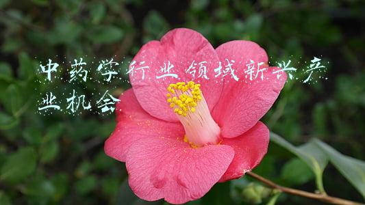 新兴中药学校(广东云浮（新兴）中医药职业学院（一期）预计明年7月建成并投入使用)