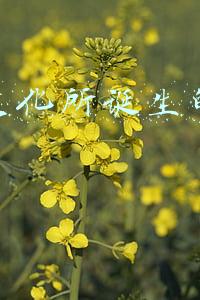 传统文化行业发展现状(传统文化的现代性塑造与国际传播)