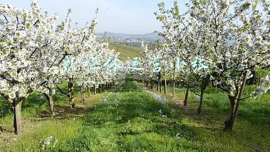 新媒体运营小张